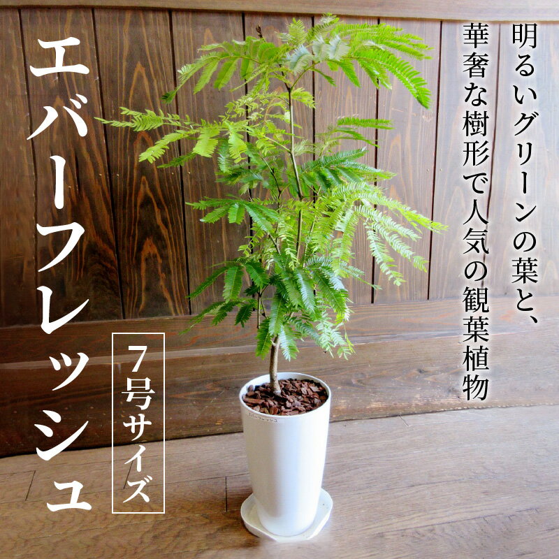 【ふるさと納税】観葉植物 エバーフレッシュ7号サイズ1鉢