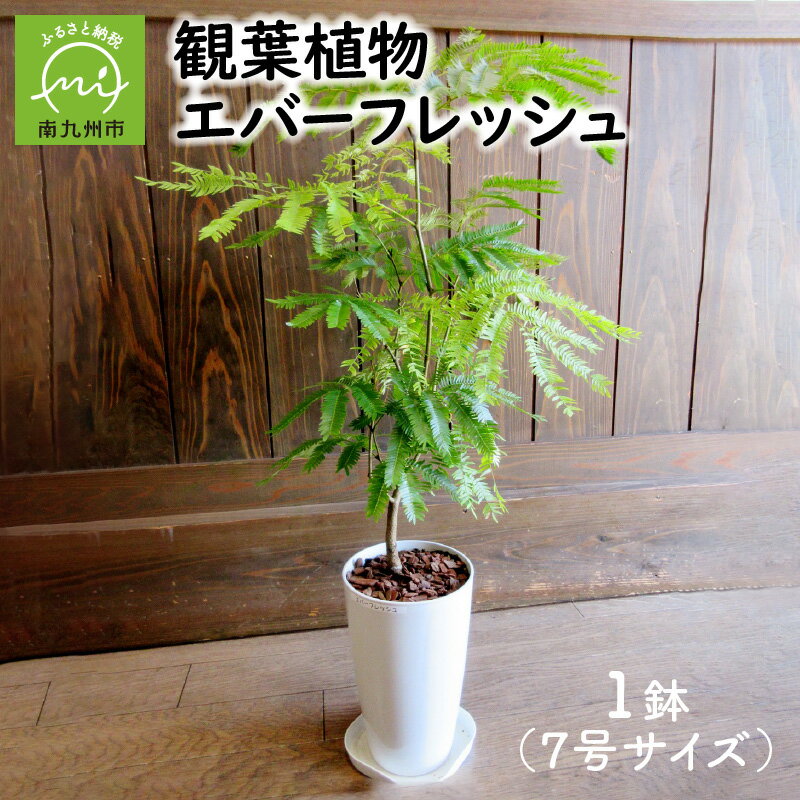 3位! 口コミ数「40件」評価「4.08」観葉植物 エバーフレッシュ 7号 サイズ 1鉢 鉢植え お部屋を彩る 植物 明るい グリーン 華奢 鉢付 マメ科 アカサヤネムノキ インテリ･･･ 