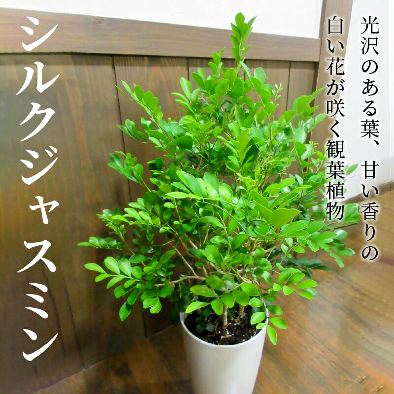 【ふるさと納税】観葉植物 シルクジャスミン 1鉢 25cm 7号 サイズ 鉢植え 植物 光沢のある葉 甘い香り 白い花が咲く インテリア 室内 屋外 グリーン おしゃれ 育て方マニュアル同封 お取り寄せ 鹿児島県 南九州市 送料無料