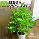 26位! 口コミ数「7件」評価「4.57」観葉植物 シルクジャスミン 1鉢 25cm 7号 サイズ 鉢植え 植物 光沢のある葉 甘い香り 白い花が咲く インテリア 室内 屋外 グリー･･･ 