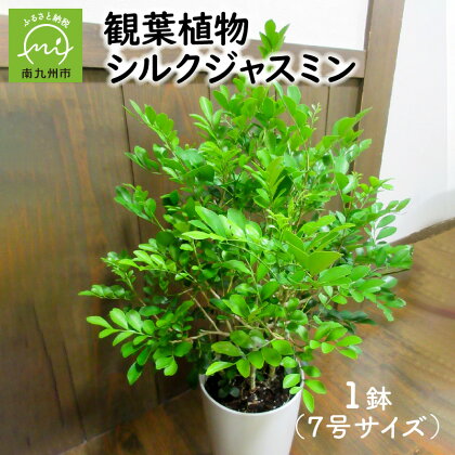 観葉植物 シルクジャスミン 1鉢 25cm 7号 サイズ 鉢植え 植物 光沢のある葉 甘い香り 白い花が咲く インテリア 室内 屋外 グリーン おしゃれ 育て方マニュアル同封 お取り寄せ 鹿児島県 南九州市 送料無料