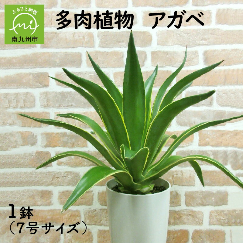 【ふるさと納税】多肉植物 アガベ 1鉢 初心者でも育てやすい 植物 鉢25cm 7号サイズ 太陽の光を好む グリーン インテリア オフィス リラックス おしゃれ 風通しがよい 日当たりの良い場所 観葉植物 鹿児島県 南九州市 お取り寄せ 送料無料のサムネイル