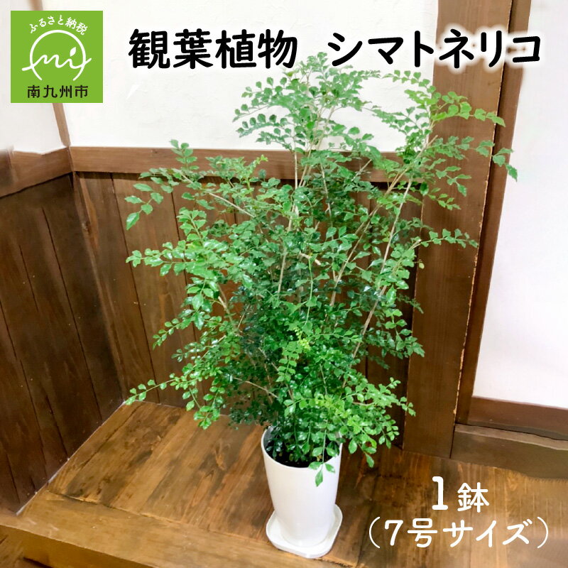 観葉植物 シマトネリコ 1鉢 7号 サイズ シンボルツリー 育てやすい 植物 生命力強い おしゃれ グリーン インテリア 室内 屋外 癒し リラックス 自然 和風 洋風 雑貨 オフィス 開店祝い 贈り物 育て方マニュアル同封 鹿児島県 南九州市 送料無料