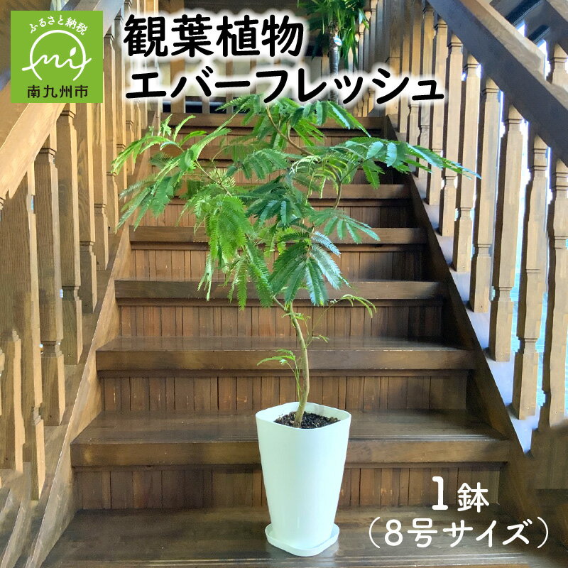 エバーフレッシュ 【ふるさと納税】観葉植物 エバーフレッシュ 8号 サイズ 1鉢 30cm お部屋を彩る 植物 明るい グリーン 華奢 鉢付 アカサヤネムノキ インテリア 室内 オフィス おしゃれ プレゼント用 ギフト用 開店祝い 移転祝い 贈り物 お祝い 鹿児島県 南九州市 送料無料