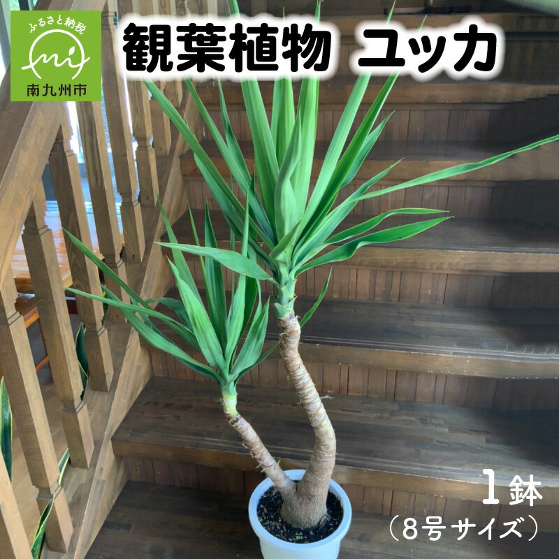 ユッカ 【ふるさと納税】観葉植物 ユッカ 1鉢 8号 サイズ 植物 ユーモラス 力強い 青年の木 個性的 抜群の存在感 グリーン インテリア 屋外 室内 オフィス リラックス おしゃれ 鹿児島県 南九州市 お取り寄せ 株式会社やさい農園 送料無料