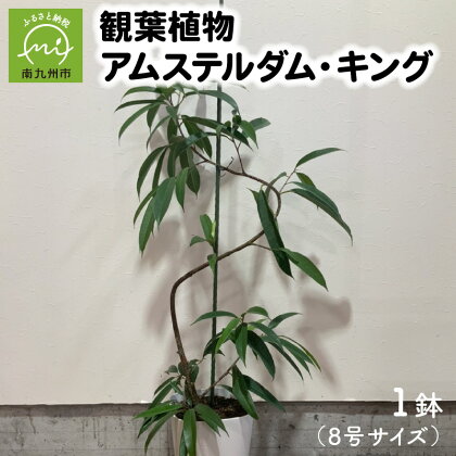 観葉植物 アムステルダム・キング 1鉢 鉢 8号 サイズ 縦30cm 横19cm 存在感抜群 南九州市産 初心者 育て方マニュアル付き 育てやすい おしゃれ インテリア オフィス 部屋 室内 植物 アムステルダムキング 鹿児島県 南九州市 お取り寄せ 送料無料