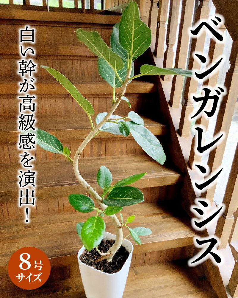 【ふるさと納税】観葉植物 8号 サイズ 南九州市産 ベンガレンシス 1鉢 シンプルなデザイン 鉢付き 育て方マニュアル 鹿児島県 南九州市 株式会社やさい農園 お取り寄せ 雑貨 シンプル インテリア 植物 グリーン 室内 緑のある暮らし 送料無料