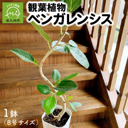 観葉植物 8号 サイズ 南九州市産 ベンガレンシス 1鉢 シンプルなデザイン 鉢付き 育て方マニュアル 鹿児島県 南九州市 株式会社やさい農園 お取り寄せ 雑貨 シンプル インテリア 植物 グリーン 室内 緑のある暮らし 送料無料