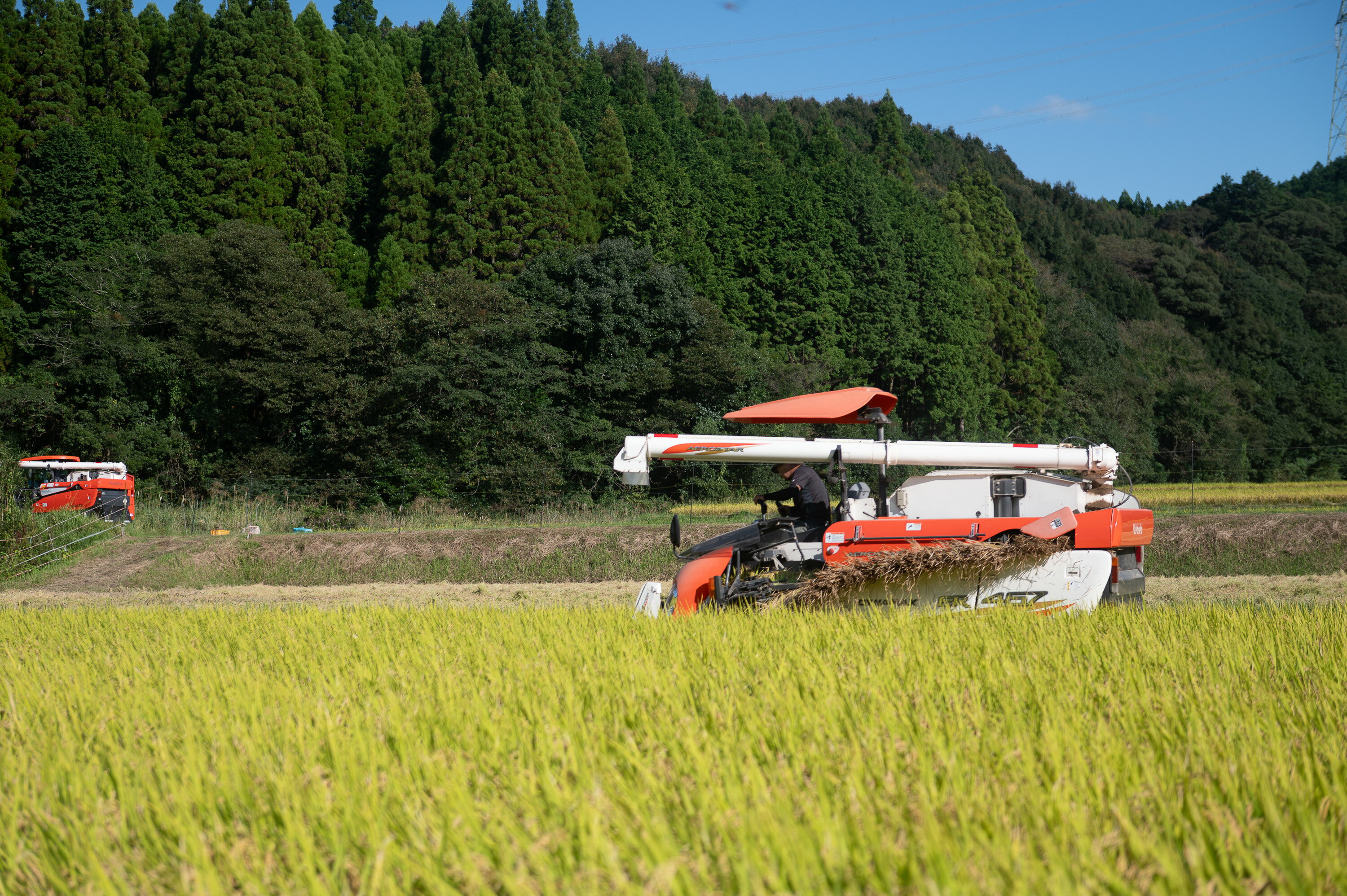【ふるさと納税】＜内容量が選べる！＞鹿児島県産もち米(5kg or 10kg) 国産 鹿児島県 餅米 お米 おはぎ 赤飯 おこわ 伊佐米 【赤崎農園】