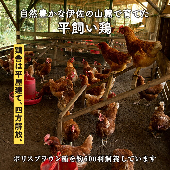 【ふるさと納税】＜個数を選べる＞いちき農園のこだわり卵(計15個 or 30個) 平飼い 鶏 たまご 低コレステロール 無添加 抗生物質不使用 卵かけご飯 TKG【いちき農園】【Z5-01・A0-07】