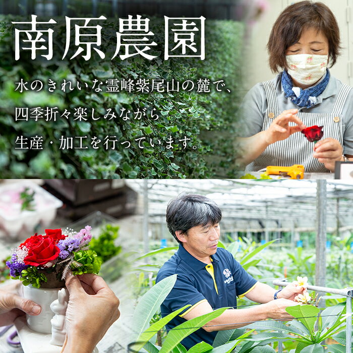 【ふるさと納税】≪毎月数量限定≫プリザーブドフラワー(ひまわり) 鹿児島 花 フラワー プレゼント ギフト インテリア 記念日 誕生日 結婚祝い 祝い お供え【南原農園】