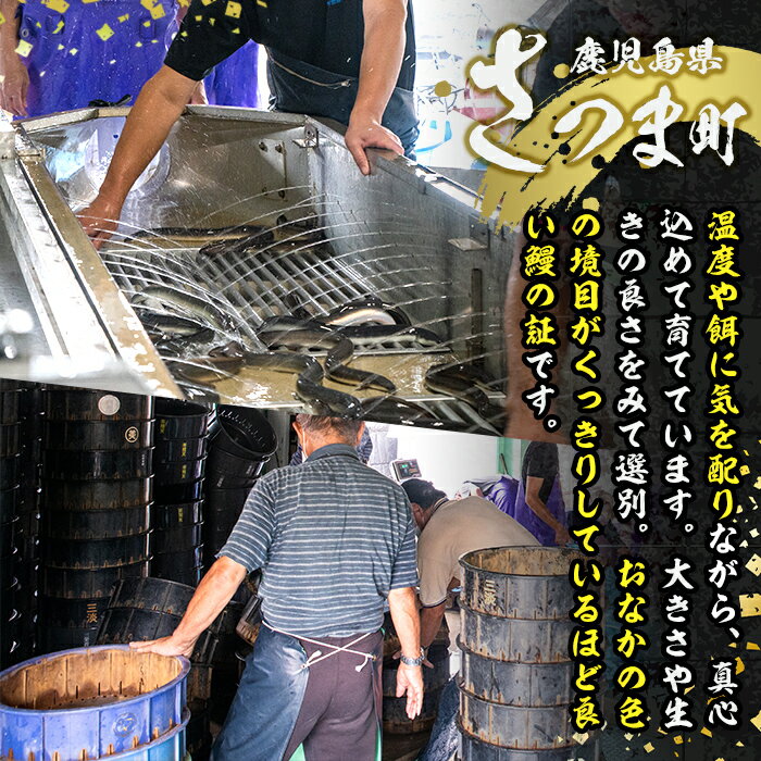 【ふるさと納税】＜内容量・お届け回数が選べる！＞鹿児島県産 鰻蒲焼真空セット！( 1尾あたり約140g・2尾 or 3尾 or 4尾 )嬉しいタレ・山椒付！ 鹿児島 九州産 国産 うなぎ ウナギ 鰻 土用の丑の日 蒲焼き うな重 ひつまぶし 定期便 隔月 1ヶ月おき 冷凍 【薩摩川内鰻】