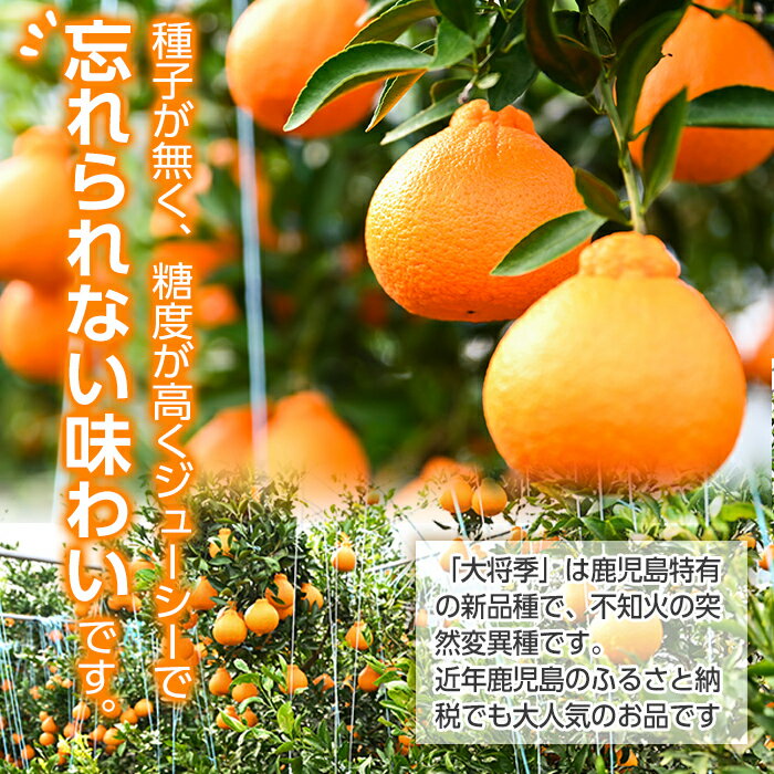 【ふるさと納税】＜先行予約受付中！2026年2月上旬より順次発送予定＞《期間・数量限定》大将季デコ(約3kg) 鹿児島 国産 九州産 みかん 柑橘 果物 フルーツ【よしたか農園】