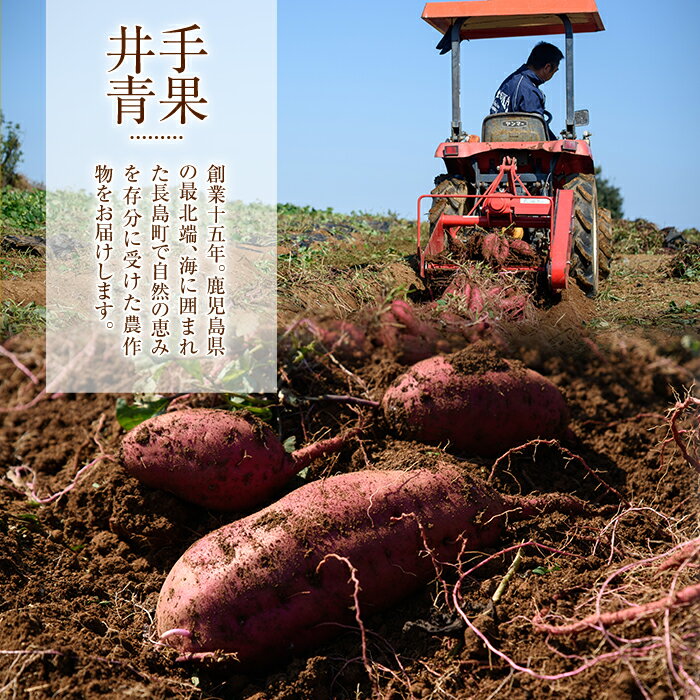 【ふるさと納税】鹿児島県長島町産 熟成紅はるか干し芋(計500g・100g×5袋)国産 産直 さつまいも さつま芋 サツマイモ 干しいも スイーツ お菓子 和菓子 ほしいも 紅はるか お茶うけ おやつ【井手青果】ide-5581