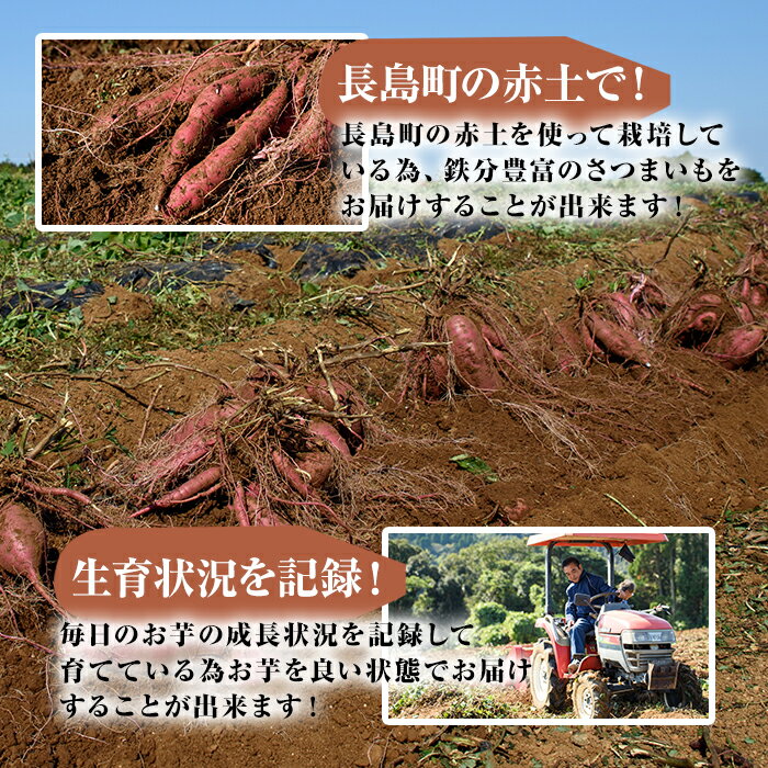 【ふるさと納税】井手青果の熟成紅はるか干し芋_ide-558