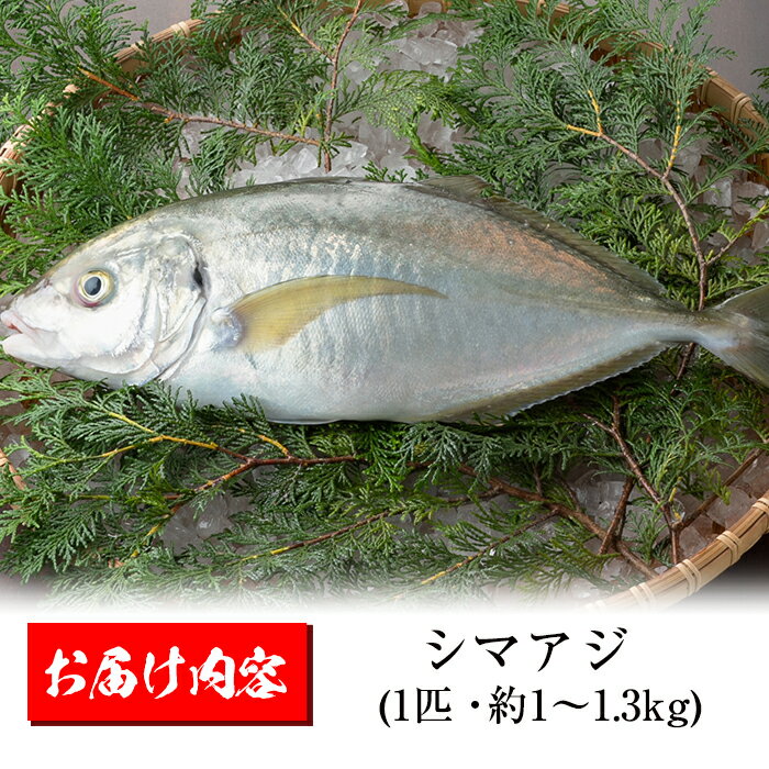 初心者でも簡単 アジの締め方 血抜き講座 大事な6つのステップを解説 暮らし の