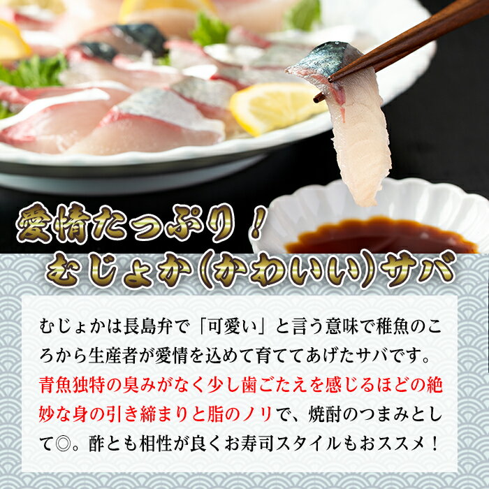 釣ったサバを刺身で食べるための持ち帰り方と臭みを出さない保存方法 おさかなアウトドア
