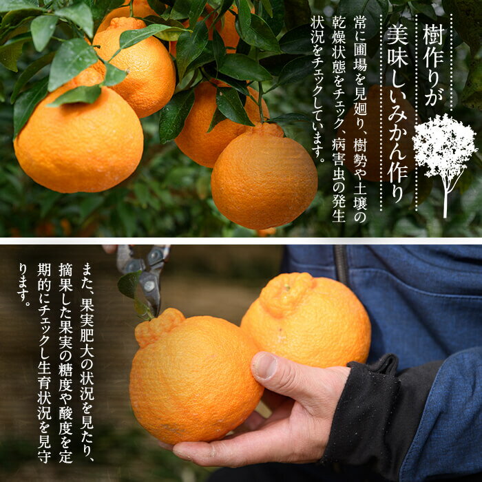 【ふるさと納税】希少蔵出し紅不知火（大将季）　贈答化粧箱6玉入り　約2kg