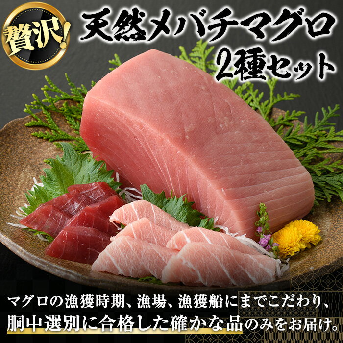 【ふるさと納税】天然メバチマグロ 贅沢2種セット(合計約1kg)天然 まぐろ 鮪 中トロ トロ 赤身 刺身 魚 まぐろ丼 冷凍 食べ比べ ブロック yushin-6030