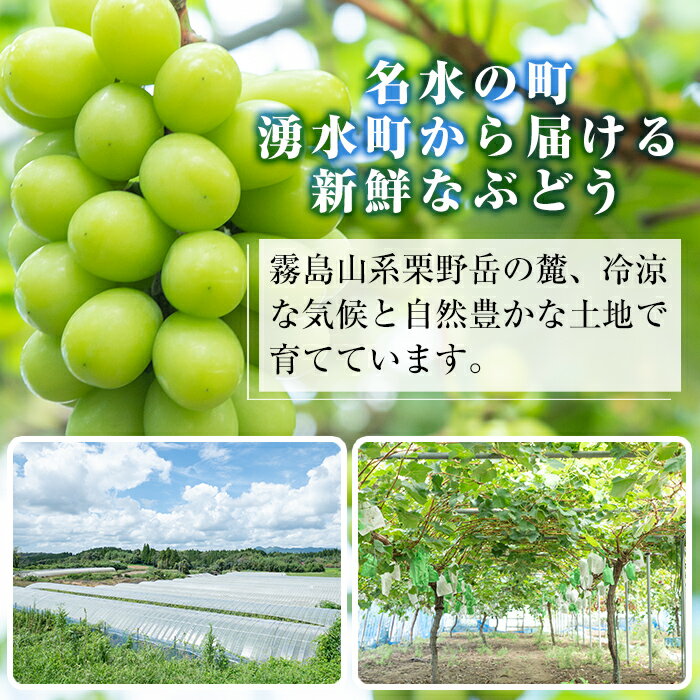 【ふるさと納税】≪期間限定！先行予約受付中！2025年8月中旬以降順次発送≫ シャインマスカット(約900g・2房) 国産 鹿児島産 シャインマスカット マスカット 葡萄 ぶどう ブドウ 果物 くだもの フルーツ 贈答 贈り物 ギフト プレゼント 旬 種無し 種なし 【大倉野 隆】