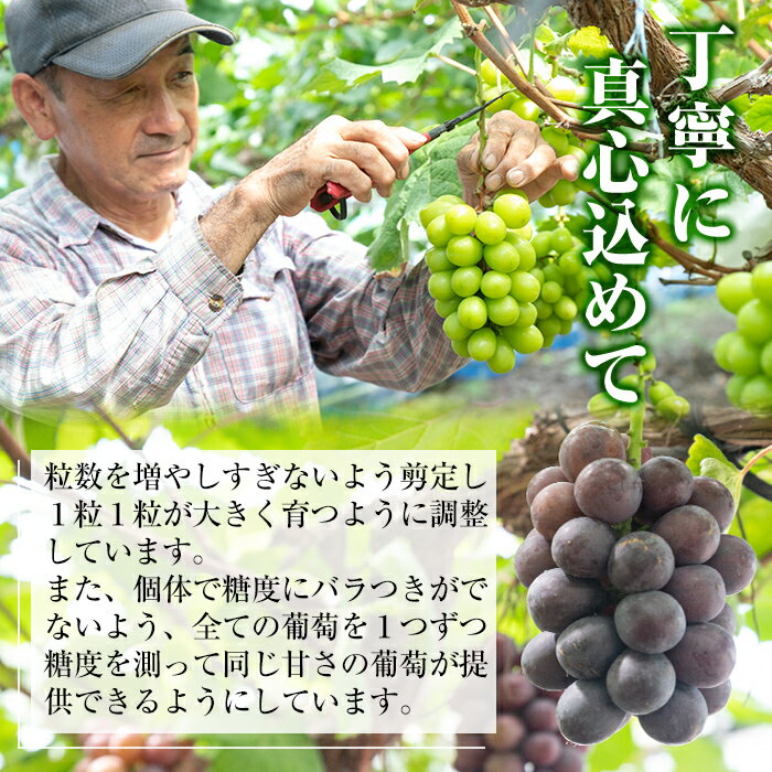 【ふるさと納税】≪期間限定！先行予約受付中！2025年8月中旬以降順次発送≫ シャインマスカット(約900g・2房) 国産 鹿児島産 シャインマスカット マスカット 葡萄 ぶどう ブドウ 果物 くだもの フルーツ 贈答 贈り物 ギフト プレゼント 旬 種無し 種なし 【大倉野 隆】