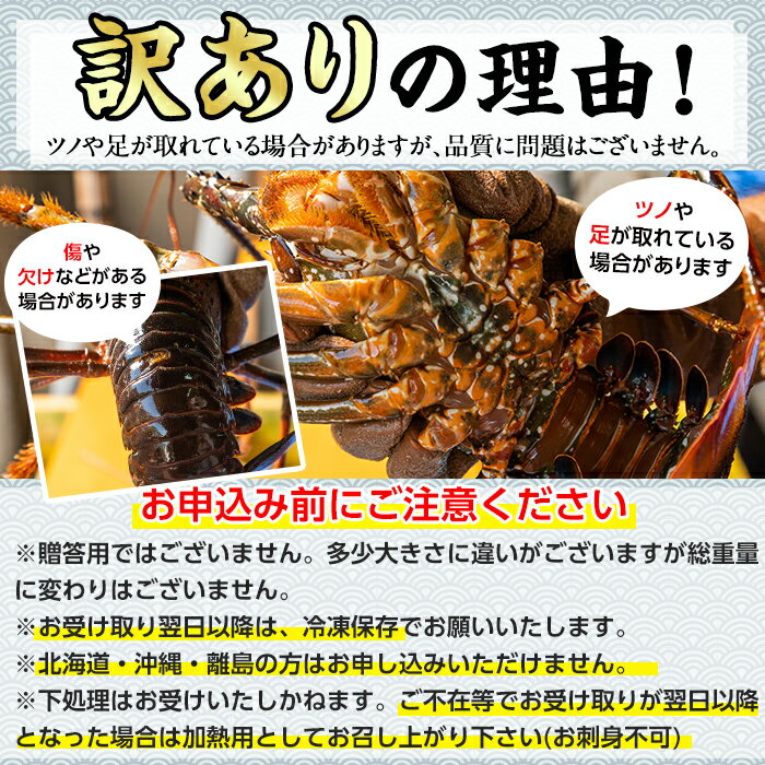 【ふるさと納税】＜訳あり＞朝獲れ発送！鮮魚問屋が厳選した氷締め伊勢海老(2尾・総量1kg以上)えび 魚介類 海鮮 刺身 塩焼き【江川商店】【0303202a】