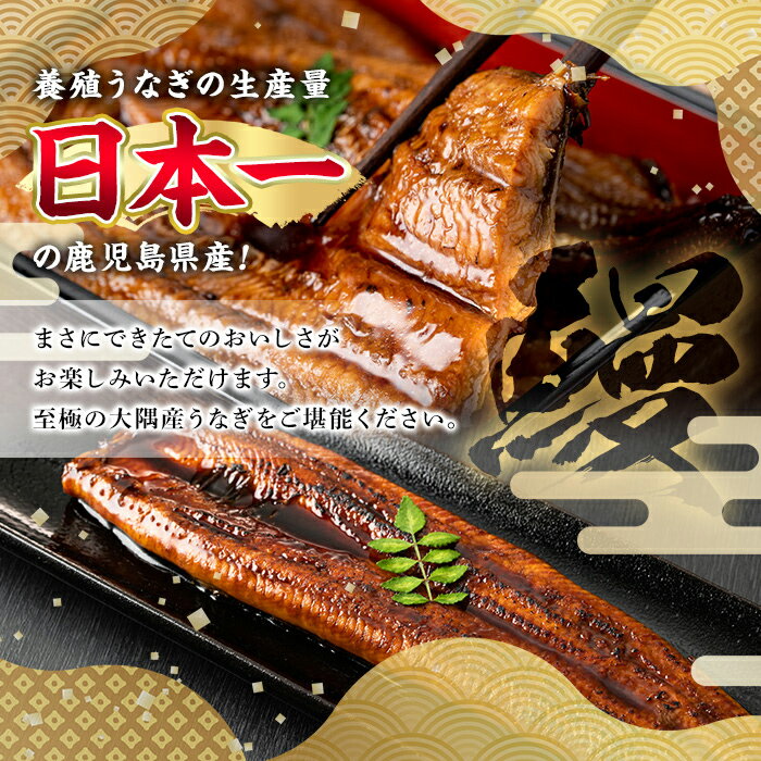 【ふるさと納税】＜大満足＞東串良町のうなぎ蒲焼(無頭)(300g×50尾・計約15000g・タレ、山椒付)うなぎ 高級 ウナギ 鰻 国産 蒲焼 蒲焼き たれ 鹿児島 ふるさと 人気【アクアおおすみ】【5004307a】