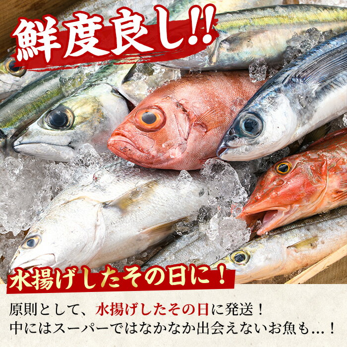 【ふるさと納税】＜定期便・全2回(9月・10月)＞「秋の鮮魚BOX」朝獲れ発送！鮮魚問屋が厳選したおまかせ鮮魚(約2kg程度×2回) 魚 魚介類 鮮魚 海鮮 詰め合わせ セット 刺身 天ぷら 煮つけ 塩焼き【江川商店】【0301102b】 2