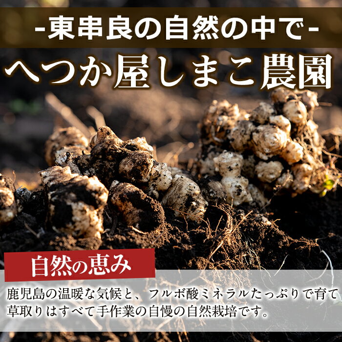 【ふるさと納税】ノンカフェイン菊芋コーヒー(10包入×4パック)ゴボウのような風味がある菊芋を焙煎【へつか屋しまこ農園】【16723】