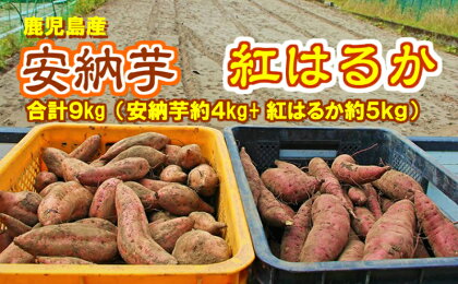 東串良の濃密安納芋と特選紅蜜芋紅はるかセット 9kg