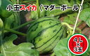 【ふるさと納税】《数量限定・先行予約受付中!2021年5月初...