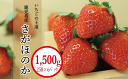 【ふるさと納税】【11677】愛情たっぷり！いちごの王道「さがほのか」　250g（14コ〜24コ）×6パック