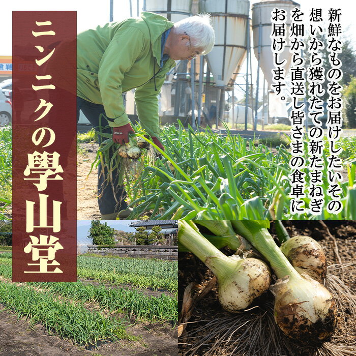 【ふるさと納税】＜先行予約受付中！2026年4月上旬以降準備ができ次第順次発送＞畑から台所へ直行便！學山堂の新玉ねぎ(計3kg・12〜15個) 新たまねぎ 玉ねぎ 土付き 新鮮 国産 鹿児島県産 産地直送 農薬不使用 野菜 たまねぎ タマネギ 玉葱 オニオン 3kg【ニンニクの學山堂】