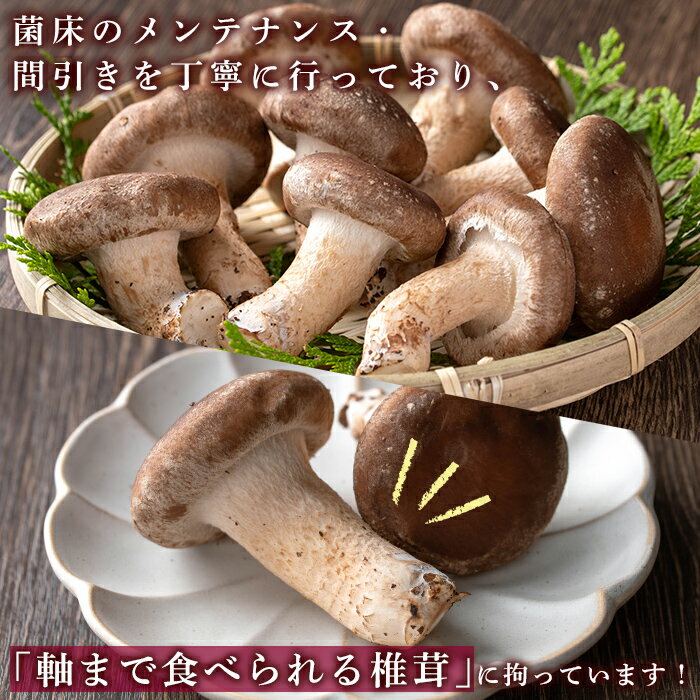 鹿児島県中種子町の画像3