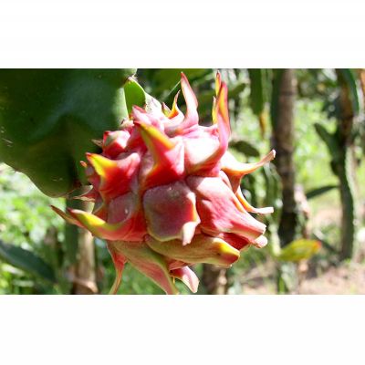 鹿児島県龍郷町の画像2