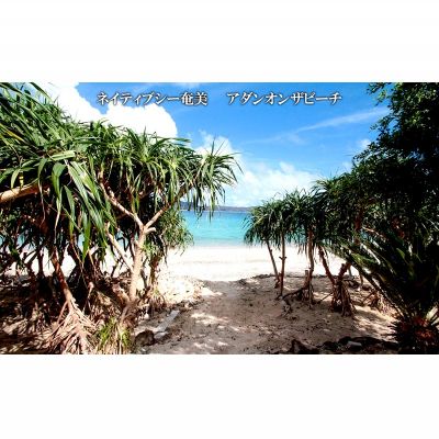 鹿児島県龍郷町の【ふるさと納税】【奄美大島：龍郷町】しろくまツアーで利用可能なWEB旅行クーポン（10000円分）｜アングル3