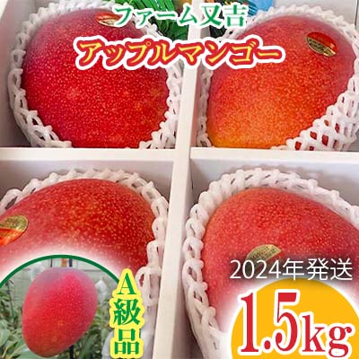 【ふるさと納税】2024年発送【ファーム又吉】A級品アップルマンゴー　1.5kg 先行予約