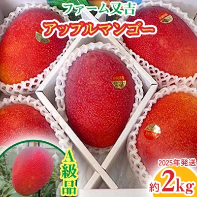 【ふるさと納税】2024年発送【ファーム又吉】A級品アップルマンゴー　2kg 先行予約