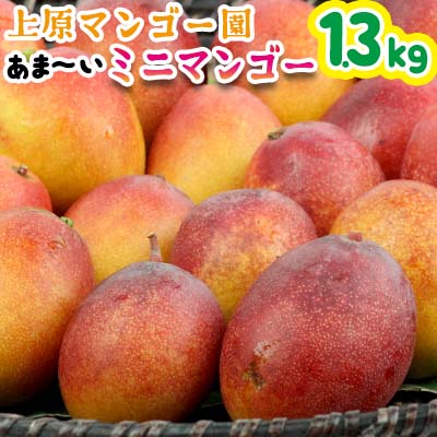 【ふるさと納税】《2023年発送》農家直送　上原マンゴー園　あま～いミニマンゴー1.3kg以上のサムネイル