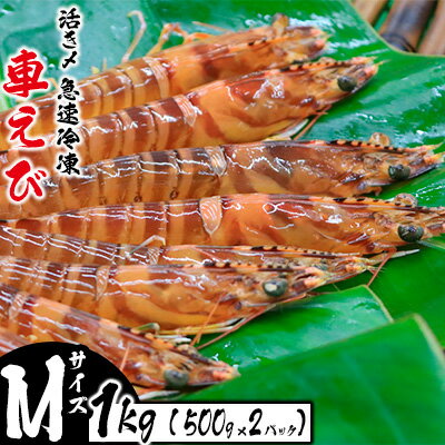 【ふるさと納税】活き〆急速冷凍車えび【Mサイズ】　1Kg（500g×2パック） お刺身 塩焼き 天ぷら フライ 急速冷凍 エビ 鮮度 おせち 養殖 瞬間冷凍 甲殻類 海産物 うまみ 国産 県産 九州産 送料無料 海鮮 くるまえび 海老