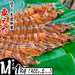 【ふるさと納税】活き〆急速冷凍車えび【Mサイズ】　1Kg（500g×2パック） お刺身 塩焼き 天ぷら フライ 急速冷凍 エビ 鮮度 おせち 養殖 瞬間冷凍 甲殻類 海産物 うまみ 国産 県産 九州産 送料無料 海鮮 くるまえび 海老