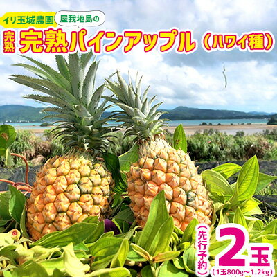 2024年 [イリ玉城農園] 屋我地島の完熟パインアップル 2玉(1玉800g〜1.2kg)先行予約 沖縄 国産 甘い香り