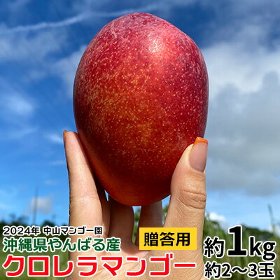 2024年[中山マンゴー園]沖縄県やんばる産 クロレラマンゴー贈答用約1kg(2〜3玉)