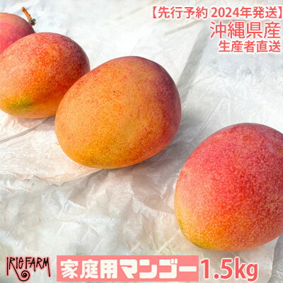 【ふるさと納税】【2024年 先行予約】完熟マンゴー 家庭用 1.5kg 生産者直送