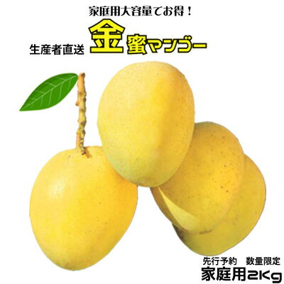 【2024年 先行予約 数量限定】家庭用大容量でお得！金蜜マンゴー 家庭用 2kg 生産者直送