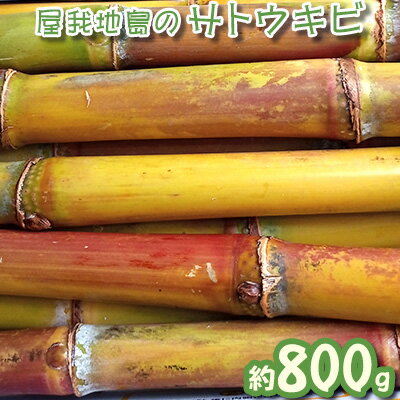 【数量限定】屋我地島のサトウキビ　約800g【2024年12月頃から発送予定】 おやつ　お菓子　珍しい お土産　沖縄みやげ　国産　県産 沖縄 おきなわ 短冊型 自然 甘み イネ科 ミネラル 食物繊維 さとうきび 果汁 エネルギー