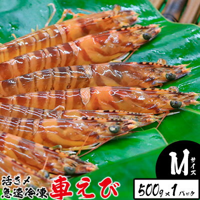 【ふるさと納税】活き〆急速冷凍車えび【Mサイズ】　500g×1パック お刺身 塩焼き 天ぷら フライ 急速冷凍 エビ 鮮度 おせち 養殖 瞬間冷凍 甲殻類 海産物 うまみ くるまえび 海老 海鮮 送料無料