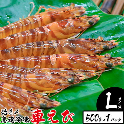 【ふるさと納税】活き〆急速冷凍車えび【Lサイズ】　500g×1パック お刺身 塩焼き 天ぷら フライ 急速冷凍 エビ 鮮度 おせち 養殖 瞬間冷凍 甲殻類 海産物 うまみ くるまえび 海老 海鮮 送料無料