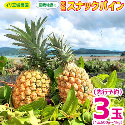 返礼品について パイン栽培に適した、屋我地島で減農薬・無肥料栽培　完熟収穫　に取り組んでいる数少ないこだわり農家！ 《栽培期間中》 農薬 ・殺菌殺虫剤　不使用 ・除草剤　　　不使用 （花芽誘導の為エスレル剤のみ使用　年に1回） 肥料　 ・無...