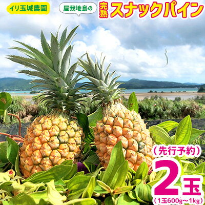 楽天ふるさと納税　【ふるさと納税】2024年【イリ玉城農園】屋我地島の完熟スナックパイン　2玉（1玉600g～1kg） 先行予約 　沖縄　国産　パインアップル　ボゴール